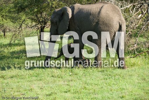 Afrikanischer Elefant (95 von 131).jpg